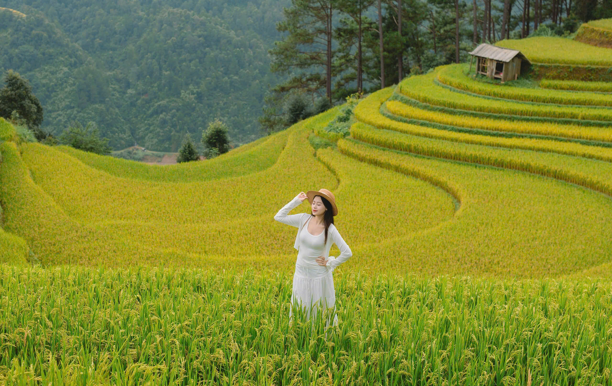 Mù Cang Chải tháng 11 – Mùa săn mây & check-in đẹp như mơ 2025