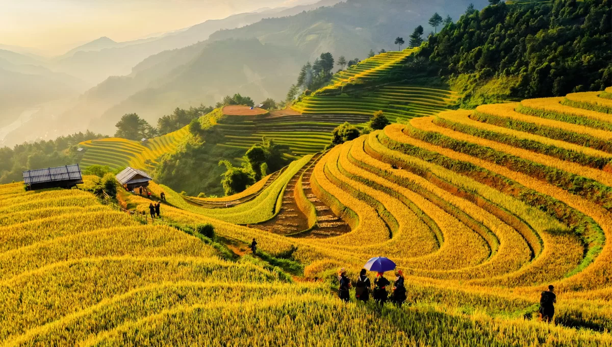 Check-in Mù Cang Chải mùa vàng – Ở resort giữa mây, ngắm ruộng bậc thang