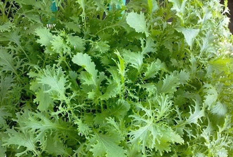 Ăn gì ở Mộc Châu dịp 30/4 – 1/5 2026? Top đặc sản độc lạ “phải thử” khiến ai cũng mê