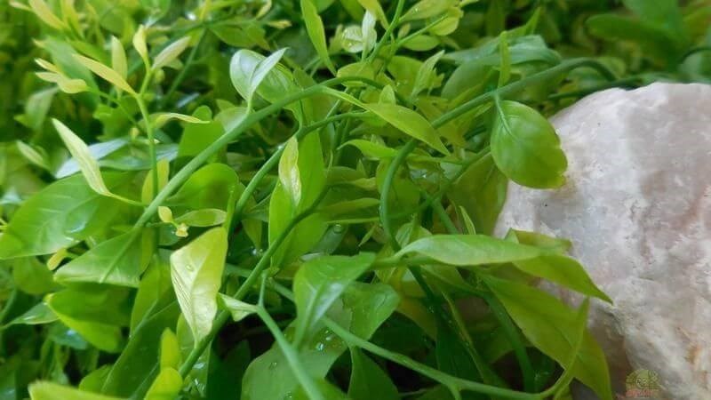 Đặc sản Sóc Sơn có gì nổi bật? Gợi ý món quà ý nghĩa mang về dịp 30/4 – 1/5 2026